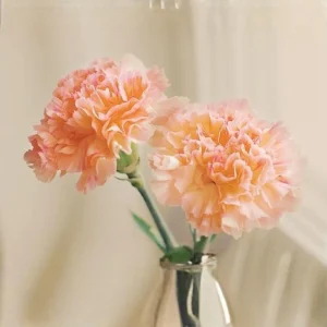 Peach Carnation Dianthus Seeds - 30 Seed Pack - Cold & Drought Resistant - Image 3