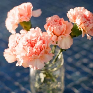 Peach Carnation Dianthus Seeds - 30 Seed Pack - Cold & Drought Resistant - Image 4