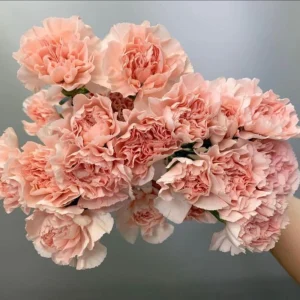 Peach Carnation Dianthus Seeds - 30 Seed Pack - Cold & Drought Resistant - Image 5