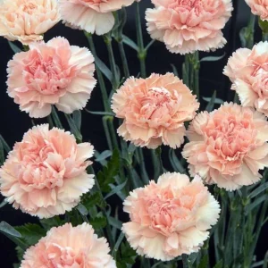 Peach Carnation Dianthus Seeds - 30 Seed Pack - Cold & Drought Resistant - Image 6