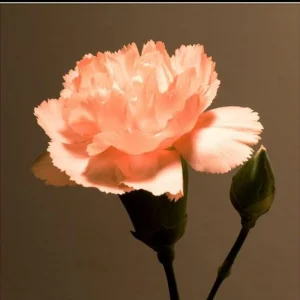 Peach Carnation Dianthus Seeds - 30 Seed Pack - Cold & Drought Resistant - Image 7