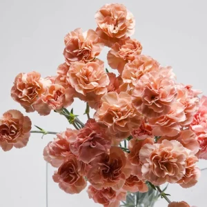 Peach Carnation Dianthus Seeds - 30 Seed Pack - Cold & Drought Resistant - Image 8