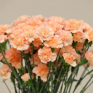 Peach Carnation Dianthus Seeds - 30 Seed Pack - Cold & Drought Resistant - Image 9