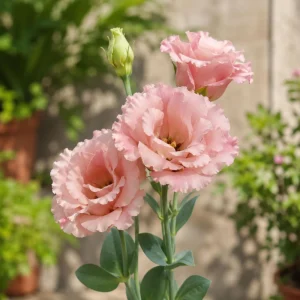 Peach Eustoma Lisianthus Seeds - Double Rose-Like Blooms - 20 Seeds - Image 5