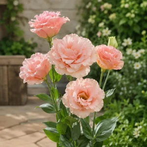 Peach Eustoma Lisianthus Seeds - Double Rose-Like Blooms - 20 Seeds - Image 8