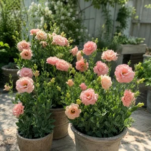 Peach Eustoma Lisianthus Seeds - Double Rose-Like Blooms - 20 Seeds - Image 9