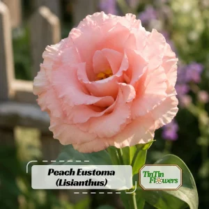 Peach Eustoma Lisianthus Seeds - Double Rose-Like Blooms - 20 Seeds - Image 1