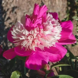 Peony Seeds - 10 Pack Heirloom Perennial Paeonia Flower Seeds for Garden - Image 10