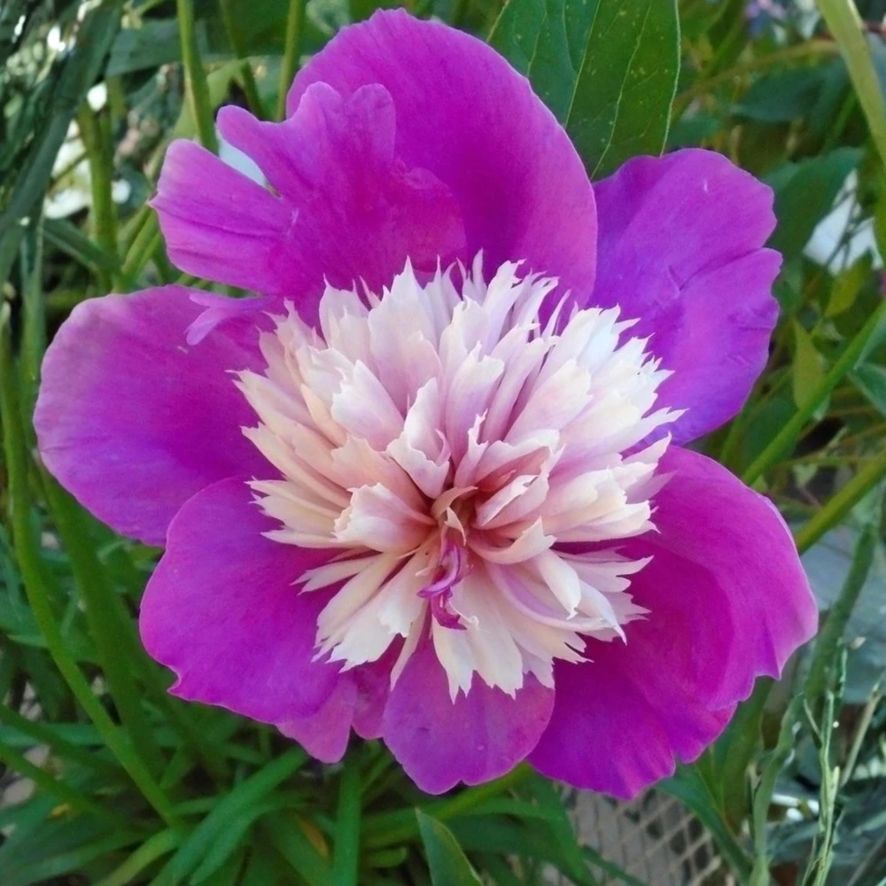 Peony Seeds - 10 Pack Heirloom Perennial Paeonia Flower Seeds for Garden - Image 11