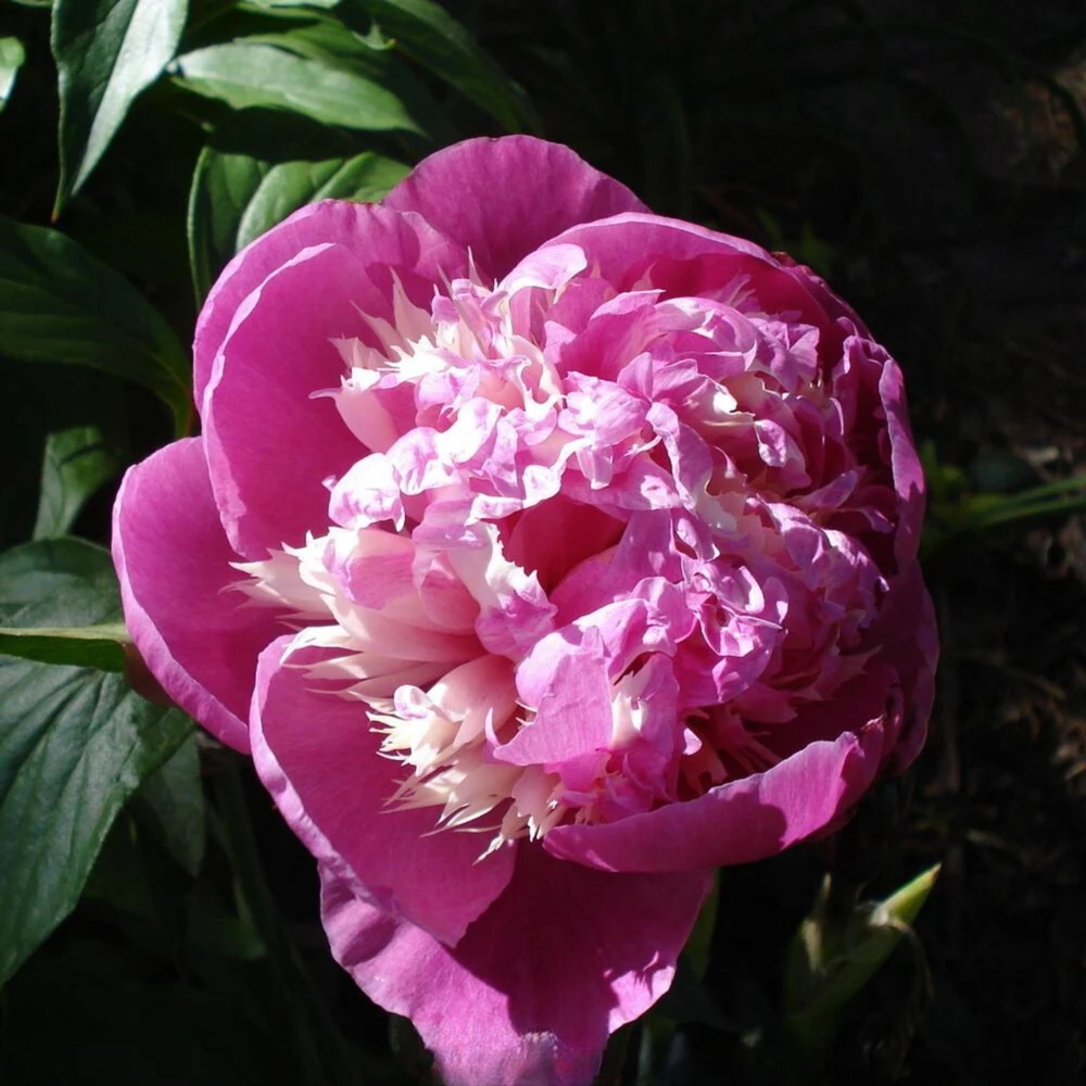 Peony Seeds - 10 Pack Heirloom Perennial Paeonia Flower Seeds for Garden - Image 12