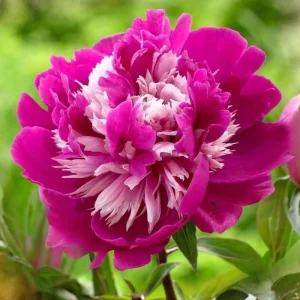 Peony Seeds - 10 Pack Heirloom Perennial Paeonia Flower Seeds for Garden - Image 13