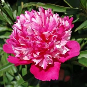 Peony Seeds - 10 Pack Heirloom Perennial Paeonia Flower Seeds for Garden - Image 14