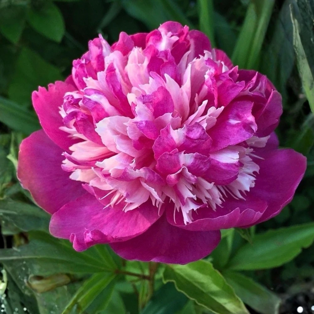 Peony Seeds - 10 Pack Heirloom Perennial Paeonia Flower Seeds for Garden - Image 15