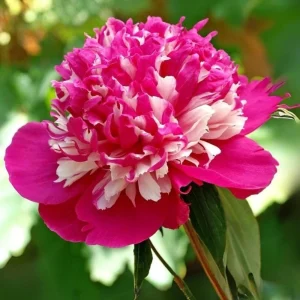 Peony Seeds - 10 Pack Heirloom Perennial Paeonia Flower Seeds for Garden - Image 16