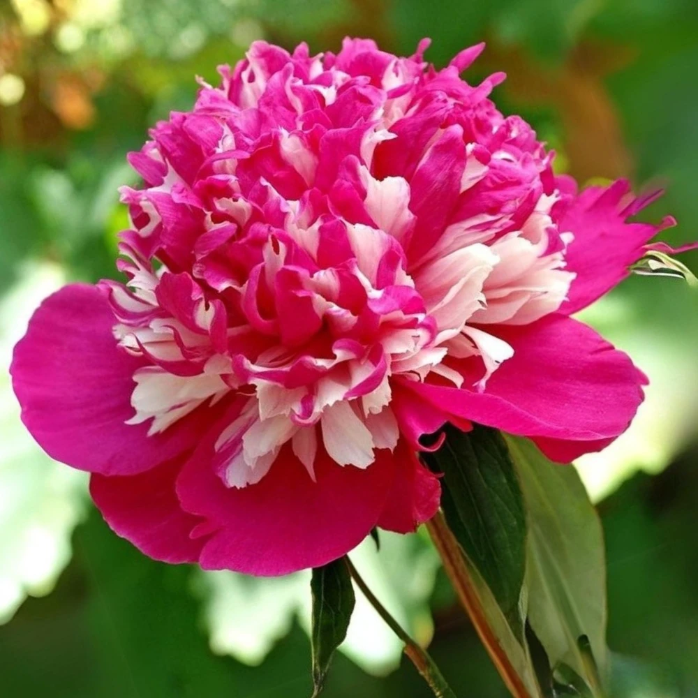 Peony Seeds - 10 Pack Heirloom Perennial Paeonia Flower Seeds for Garden - Image 16