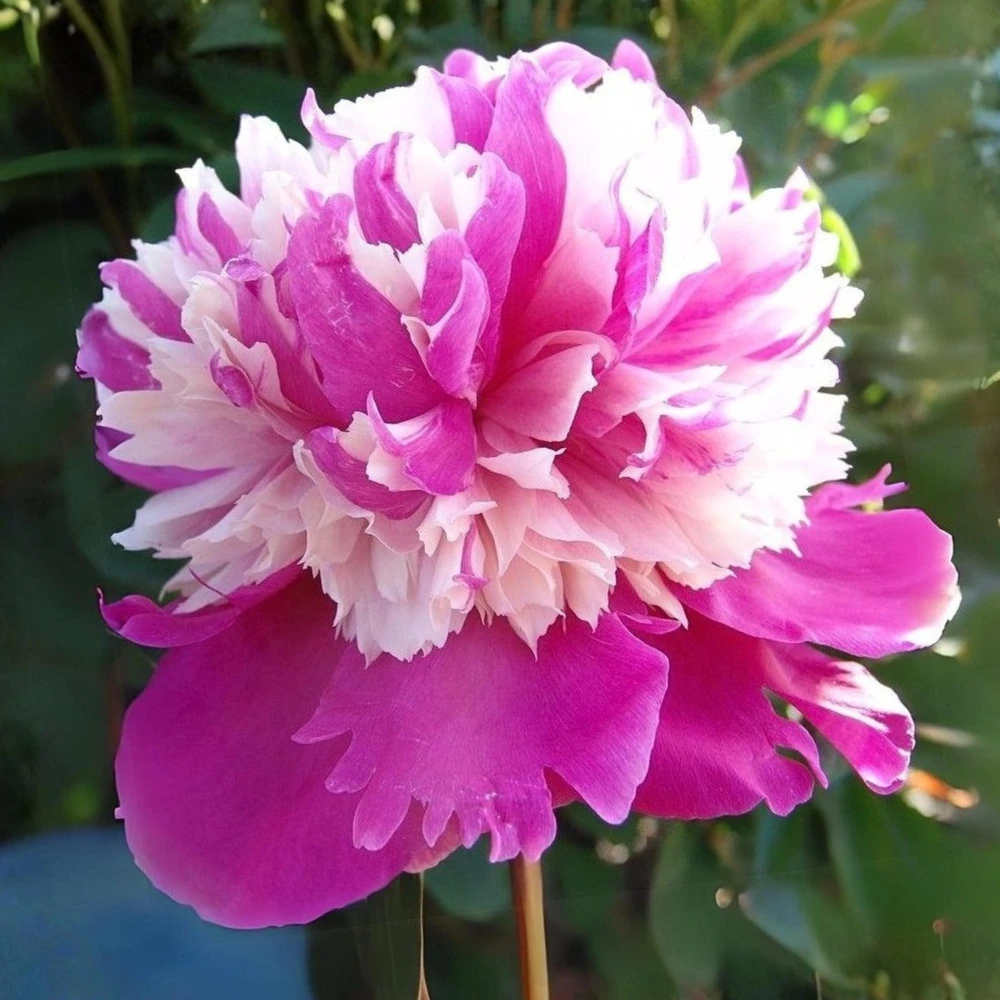 Peony Seeds - 10 Pack Heirloom Perennial Paeonia Flower Seeds for Garden - Image 17