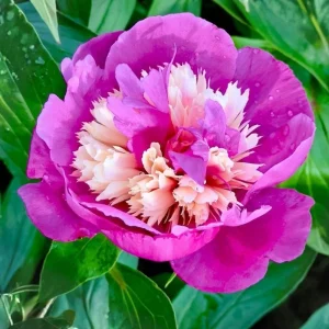 Peony Seeds - 10 Pack Heirloom Perennial Paeonia Flower Seeds for Garden - Image 18
