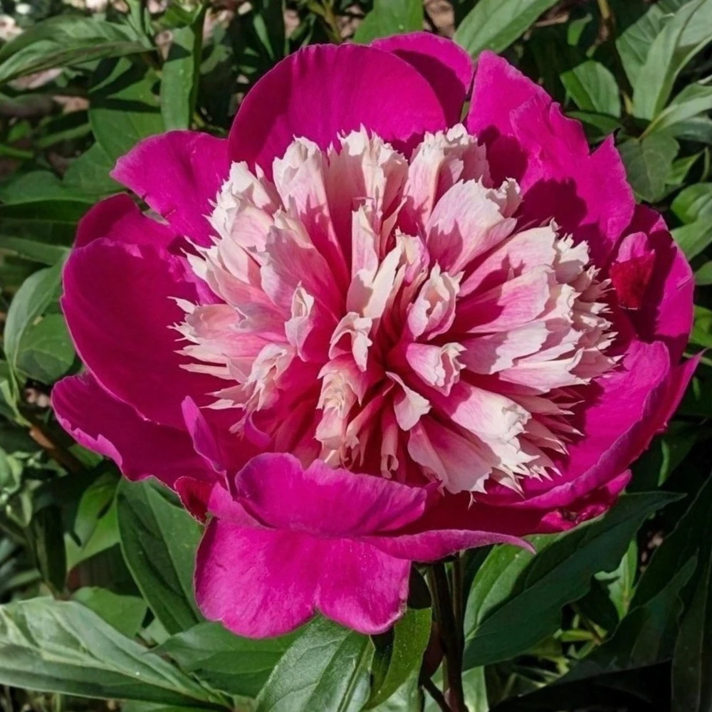 Peony Seeds - 10 Pack Heirloom Perennial Paeonia Flower Seeds for Garden - Image 19