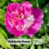 Peony Seeds - 10 Pack Heirloom Perennial Paeonia Flower Seeds for Garden - Image 1