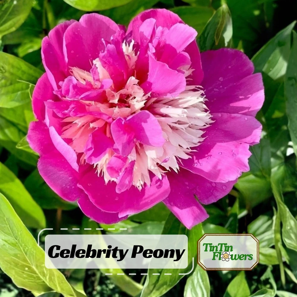 Peony Seeds - 10 Pack Heirloom Perennial Paeonia Flower Seeds for Garden - Image 1