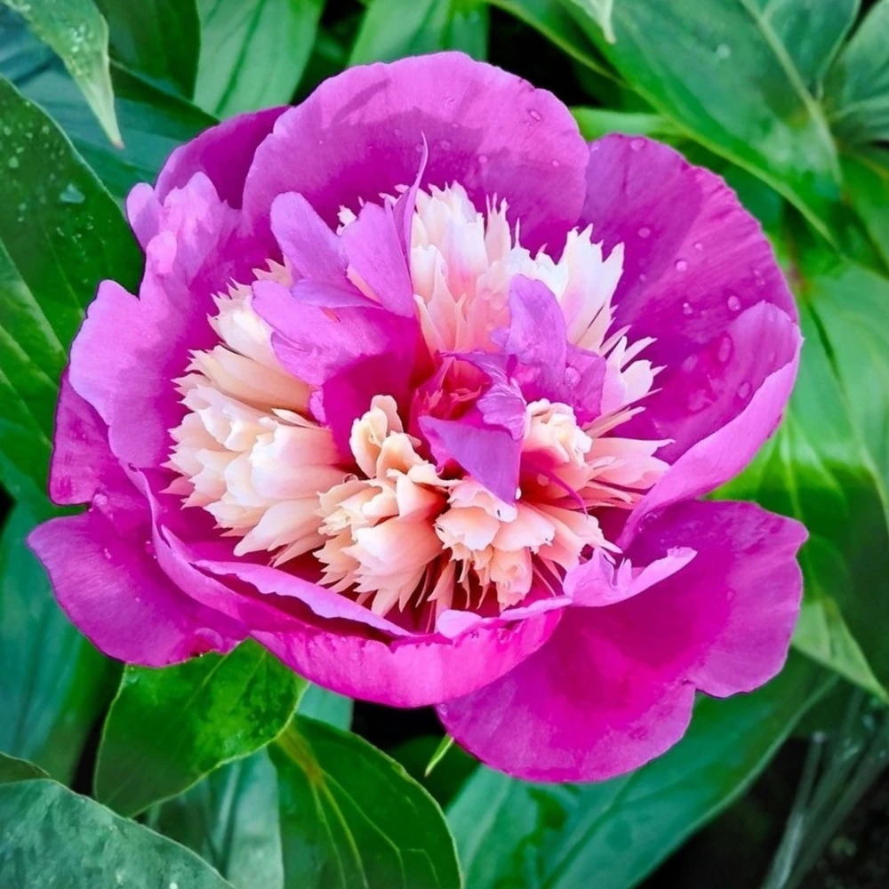 Peony Seeds - 10 Pack Heirloom Perennial Paeonia Flower Seeds for Garden - Image 2