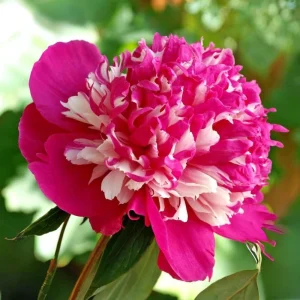 Peony Seeds - 10 Pack Heirloom Perennial Paeonia Flower Seeds for Garden - Image 20