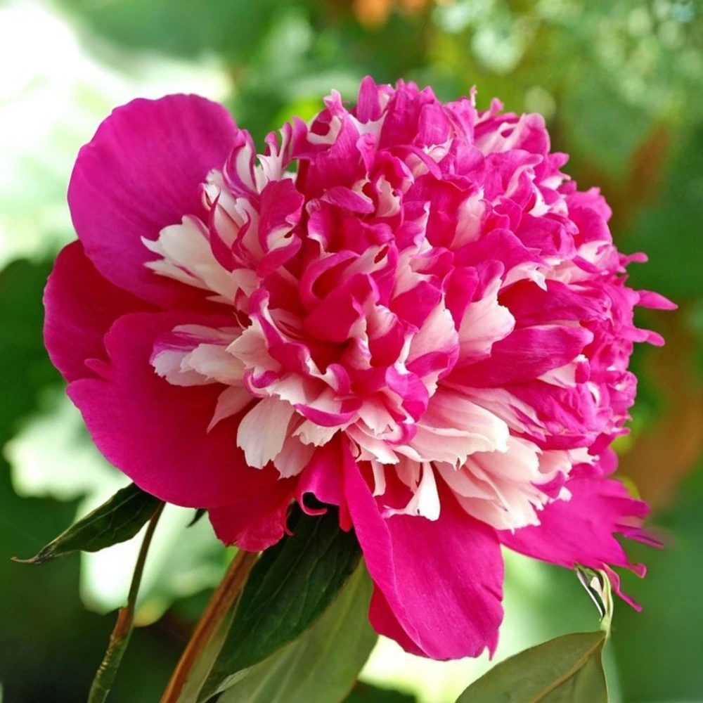 Peony Seeds - 10 Pack Heirloom Perennial Paeonia Flower Seeds for Garden - Image 20