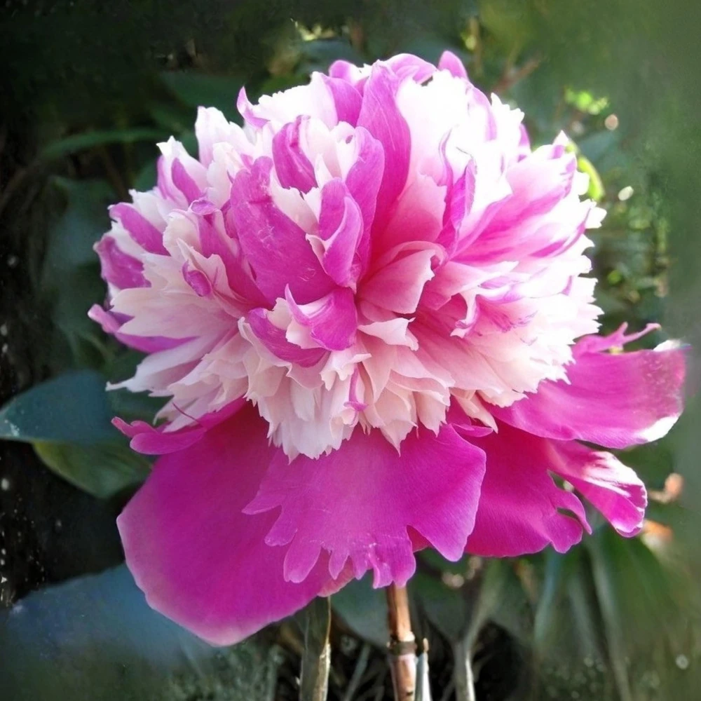 Peony Seeds - 10 Pack Heirloom Perennial Paeonia Flower Seeds for Garden - Image 3