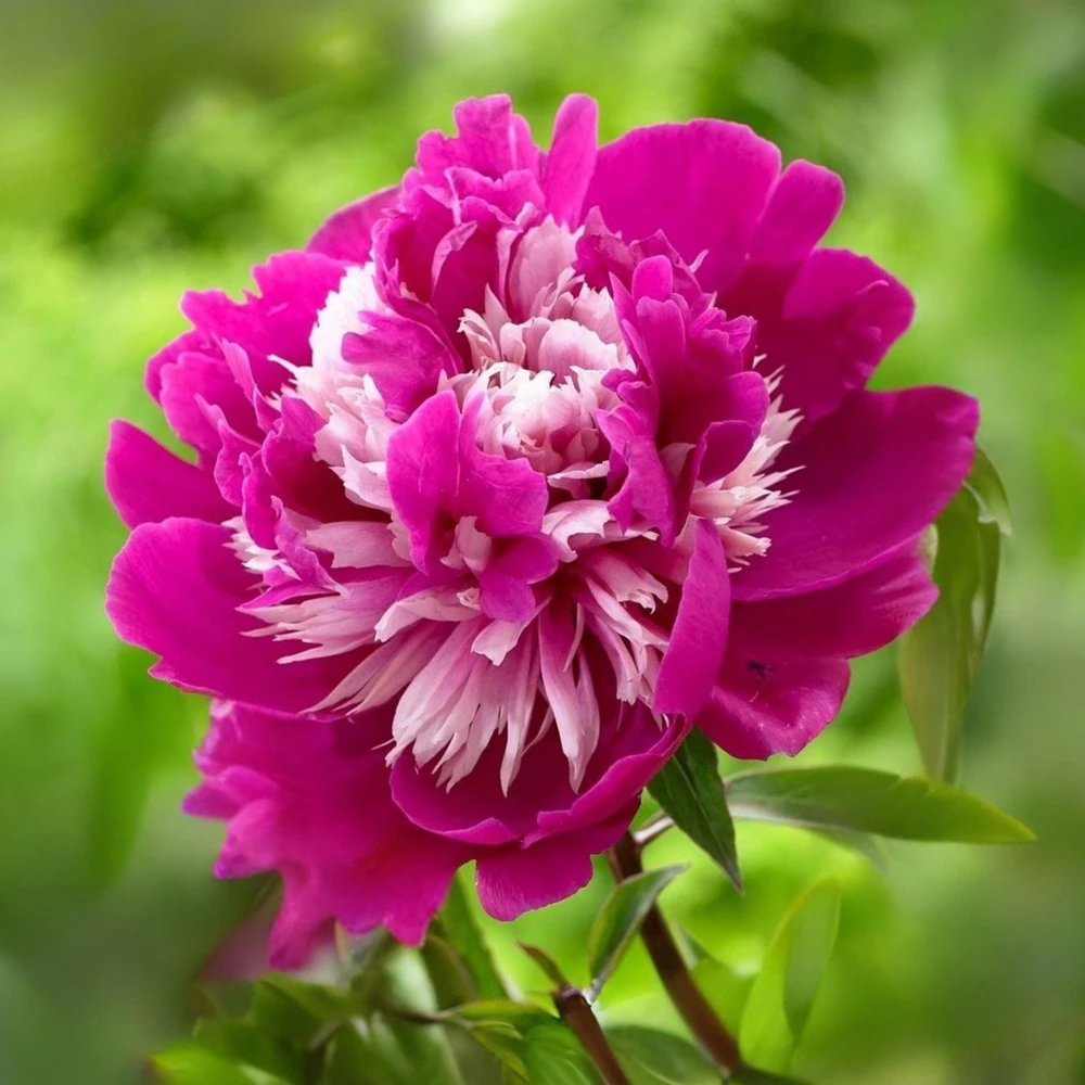 Peony Seeds - 10 Pack Heirloom Perennial Paeonia Flower Seeds for Garden - Image 4
