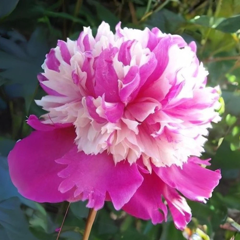 Peony Seeds - 10 Pack Heirloom Perennial Paeonia Flower Seeds for Garden - Image 5
