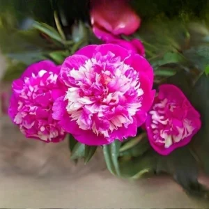 Peony Seeds - 10 Pack Heirloom Perennial Paeonia Flower Seeds for Garden - Image 6