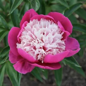 Peony Seeds - 10 Pack Heirloom Perennial Paeonia Flower Seeds for Garden - Image 7
