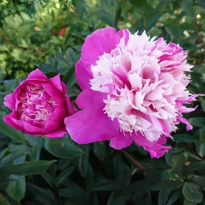 Peony Seeds - 10 Pack Heirloom Perennial Paeonia Flower Seeds for Garden - Image 8