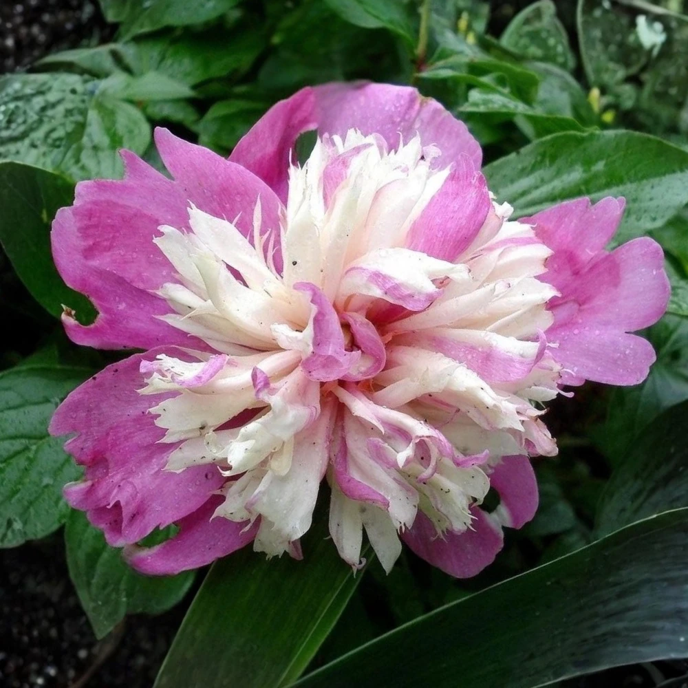 Peony Seeds - 10 Pack Heirloom Perennial Paeonia Flower Seeds for Garden - Image 9