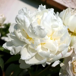 Peony Seeds - 10 Pack - Perennial Flower Seeds for Garden & Landscape - Image 10