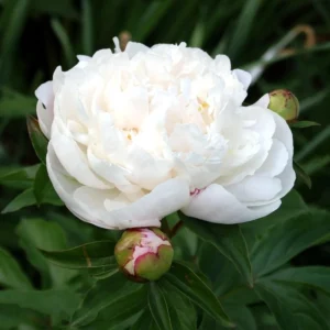 Peony Seeds - 10 Pack - Perennial Flower Seeds for Garden & Landscape - Image 11