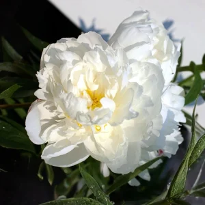Peony Seeds - 10 Pack - Perennial Flower Seeds for Garden & Landscape - Image 12