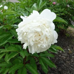 Peony Seeds - 10 Pack - Perennial Flower Seeds for Garden & Landscape - Image 13