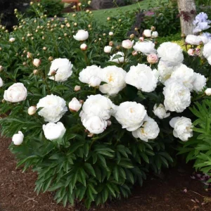 Peony Seeds - 10 Pack - Perennial Flower Seeds for Garden & Landscape - Image 14