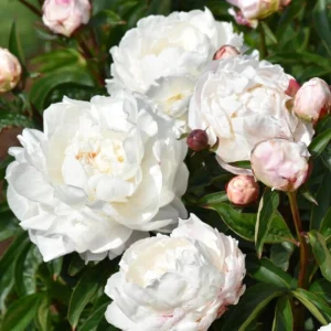 Peony Seeds - 10 Pack - Perennial Flower Seeds for Garden & Landscape - Image 15