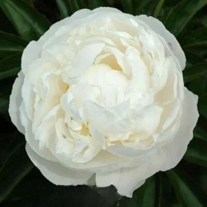 Peony Seeds - 10 Pack - Perennial Flower Seeds for Garden & Landscape - Image 16