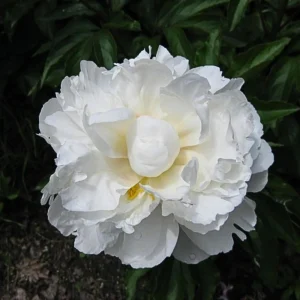 Peony Seeds - 10 Pack - Perennial Flower Seeds for Garden & Landscape - Image 17