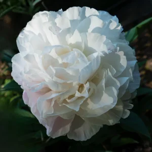 Peony Seeds - 10 Pack - Perennial Flower Seeds for Garden & Landscape - Image 3