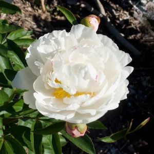 Peony Seeds - 10 Pack - Perennial Flower Seeds for Garden & Landscape - Image 4