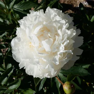 Peony Seeds - 10 Pack - Perennial Flower Seeds for Garden & Landscape - Image 5