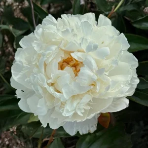 Peony Seeds - 10 Pack - Perennial Flower Seeds for Garden & Landscape - Image 6