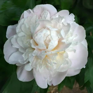 Peony Seeds - 10 Pack - Perennial Flower Seeds for Garden & Landscape - Image 7