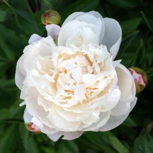 Peony Seeds - 10 Pack - Perennial Flower Seeds for Garden & Landscape - Image 8