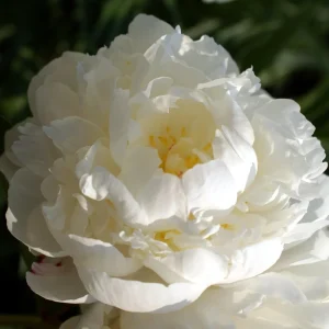 Peony Seeds - 10 Pack - Perennial Flower Seeds for Garden & Landscape - Image 9