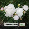 Peony Seeds - 10 Pack - Perennial Flower Seeds for Garden & Landscape - Image 1